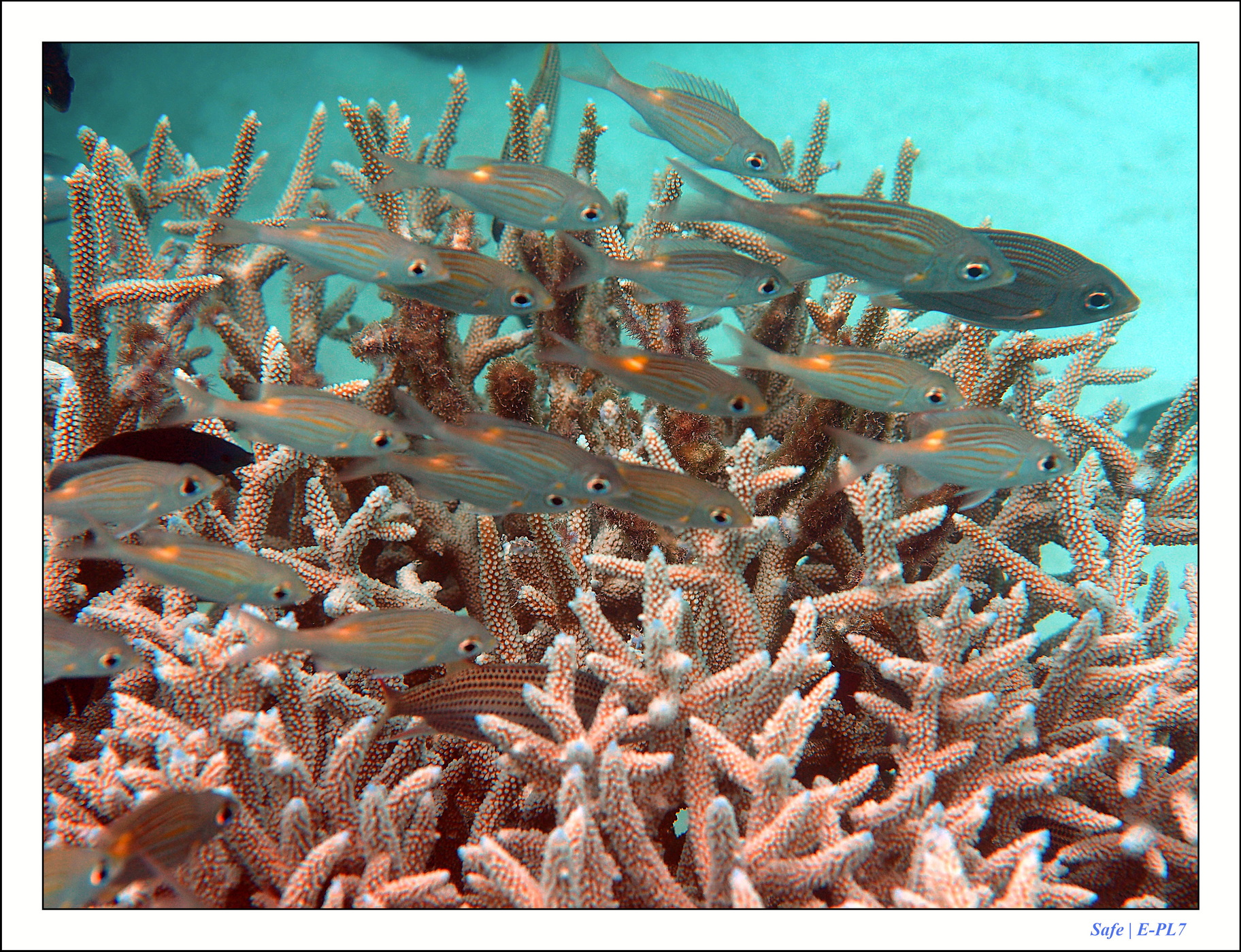 2022 - 07 - snorkeling Maldives - 007